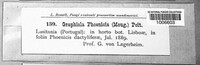Graphiola phoenicis image